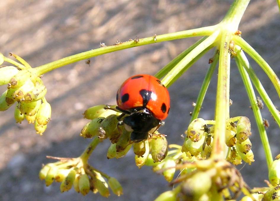 Coccinella undecimpunctata,,, anzi no, Ceratomegilla undecimnotata